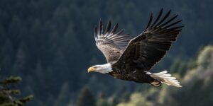 eagle_soaring